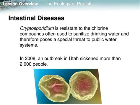  Cryptosporidium - Poważnym zagrożeniem dla zdrowia człowieka lub może sympatycznym gościem w jelitach?