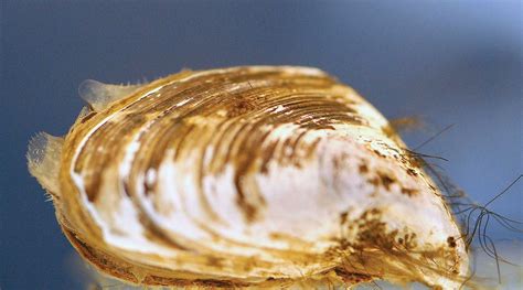  Quagga Mussel:  The Invertebrate Invader With a Taste for Hard Surfaces