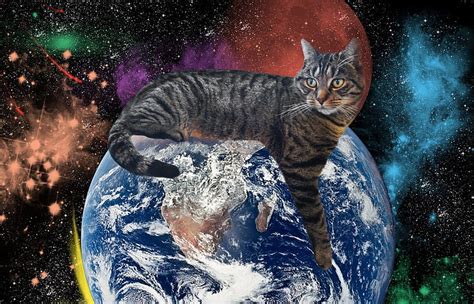 大人の社会科見学：なぜ猫は宇宙を支配しないのか？