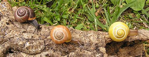  Banded Snail: A Master of Camouflage Hiding Its Slime Trail While Embracing Nocturnal Adventures!