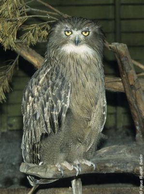  Blakiston's Fish Owl: A Majestic Hunter With Feathery Plumes That Mask Razor-Sharp Talons!