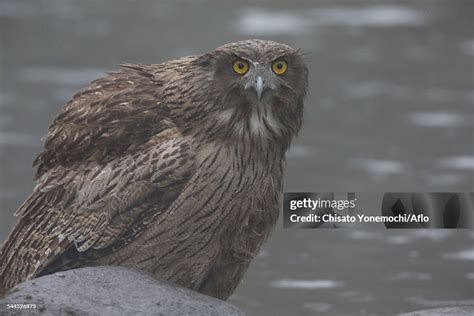  Blakiston’s Fish Owl: A Master of Nighttime Fishing With Unbelievably Large Talons!