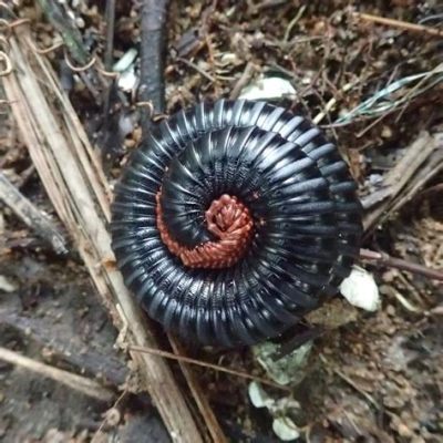  Brandt's Millipede: Where Slithering Elegance Meets a Curious Appetite for Decay!