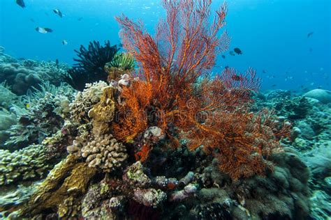  Calyptozooid - A Glimpse into the Transparent World of Colonial Cnidarians!