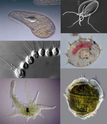  Chilodonella - Mały mistrz kamuflażu z królestwa pierwotniaków!