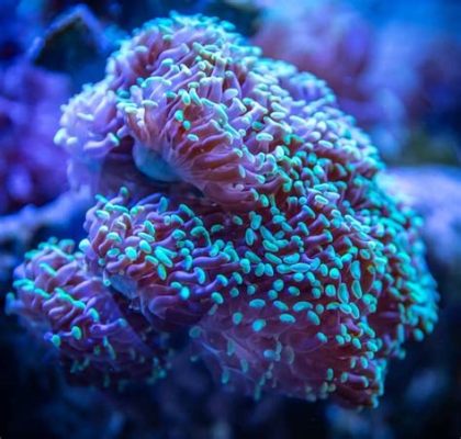  Dasyphyllia - A Coral With a Touch of Regal Purple