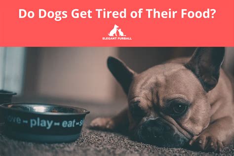 Do Dogs Get Tired of Their Food and Why Do They Sometimes Prefer the Cat's Dinner?