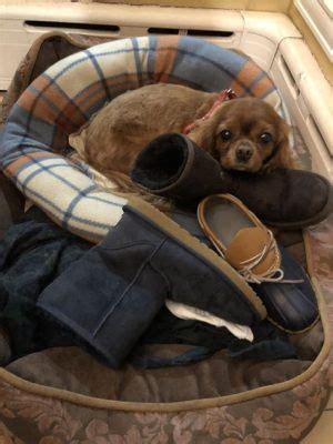 犬 かわいい なぜ そして宇宙の謎