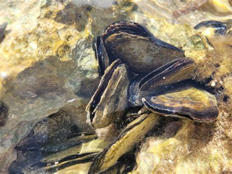  Eliminating Everyday Boredom: Meet the Eastern Oyster - A Masterful Filter Feeder with Shell-Shocking Adaptability!