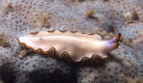  Eyelashed Flatworm:  A Creature That Swims With Tiny Hairs and Devours Its Prey Whole!