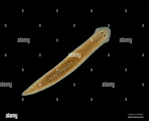  Eyelashed Planarian: This Tiny Freshwater Flatworm Will Blow Your Mind With Its Regenerative Abilities!