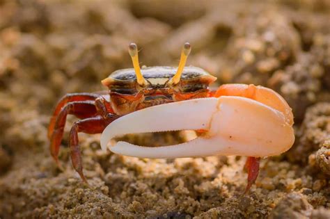  Fiddler Crab: Zwinne Szczęki i Mistrzowie Kamuflażu!