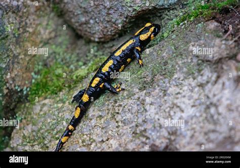  Fire Salamander - This Enigmatic Creature Crawls Through Damp Forests, Leaving Behind a Trail of Mystery!