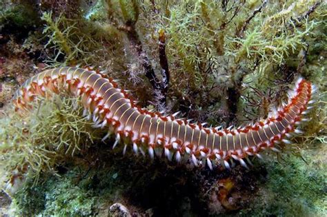  Fireworm!  A Striking Example Of Marine Life With Tentacles That Glow In The Dark