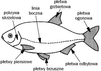  Floundery! Ryba Płaska Z Cechą Przystosowania Do Życia Na Dnie