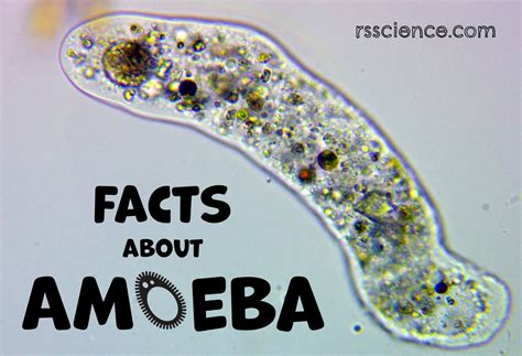  Genus Amoeba! A Tiny Blob With Big Appetites And Enchanting Abilities