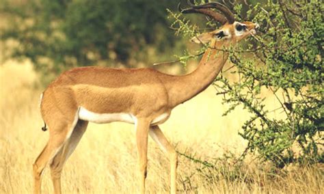  Gerenuk! Ten Zwinny Zwierzak z Niesamowitą Adaptacją do Żywienia na Wysokości