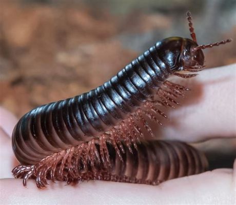  Giant Millipede: Discover This Magnificent Creature With A Thousand Legs And Its Fascinating Underground Life!