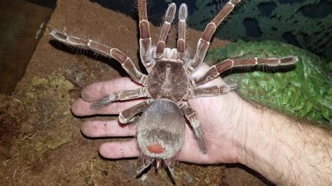  Goliath Birdeater: Znany także jako Pająk Goliat – ten gigantyczny pajak jest tak wielki jak dłoń dorosłego człowieka!