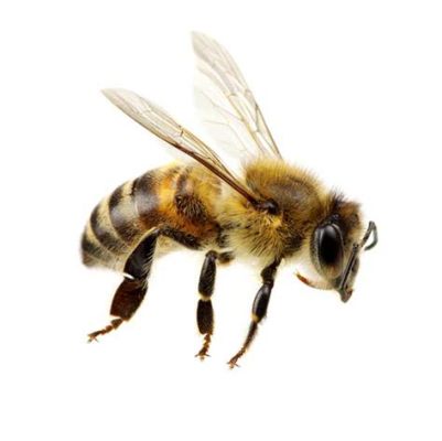  HONEYBEE! A Tiny Insect With Massive Social Impact And Sweet Tooth