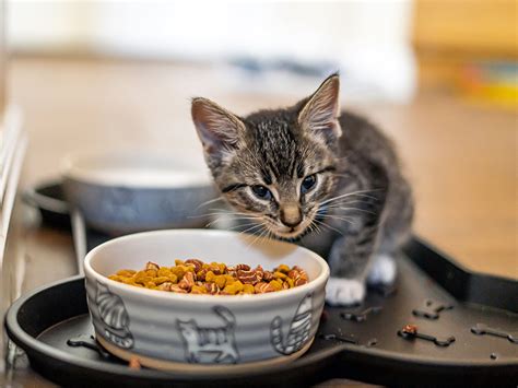 How to Get My Kitten to Eat Dry Food and Why Pineapples Might Be the Secret