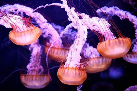  Jellyfish - A Tiny Terror That Thrives in the Depths of Our Oceans!