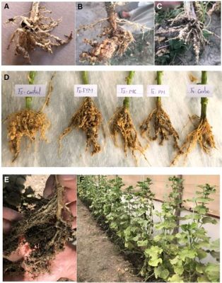  Nematodes: Zwinne Drapieżniki I Mistrzowie Adaptacji