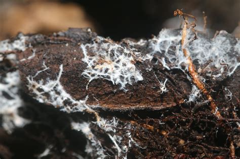  Nicolomyces! Gdzie Żyje I Jak Wygląda Ta Zaskakująca Grzybiczna Istota?