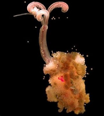  Oceanites! Osedax mucofloris: The Bone-Eating Worm That Defies Logic