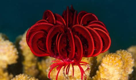  Queensland Featherstar: Glistening Jewel of the Deep, Masterfully Adorned with Feathery Arms!