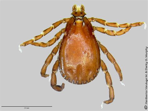  Rhipicephalus! Small Ticks That Cause Big Trouble In The Animal World