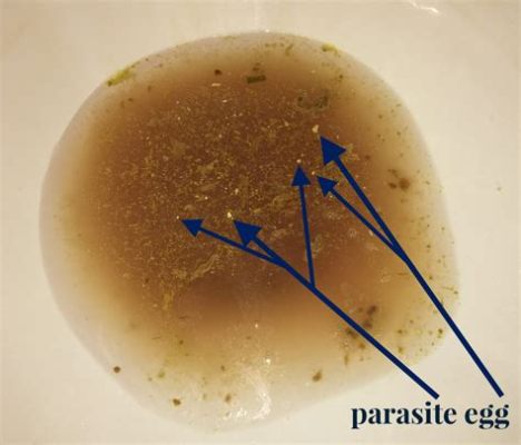  Uroleptus - Parasit Odważny i Mistrz Przemieszczania