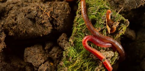  Uropeltid! The Hidden World of Armored Earthworms