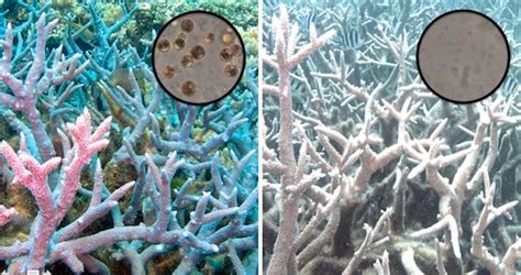  Variomorpha: A Microscopic Mastermind Behind Coral Bleaching!