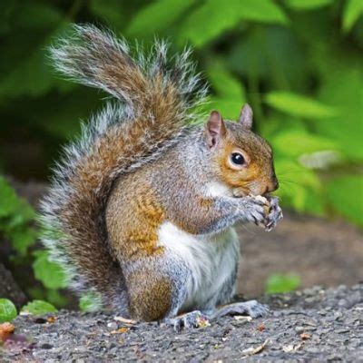 What Constitutes a Food Web? And Why Do Squirrels Always Seem to Know Where the Acorns Are?