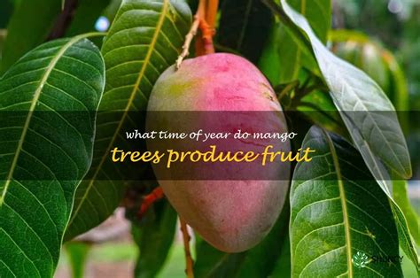 When Do Mango Trees Produce Fruit: A Journey Through Time, Climate, and Human Curiosity