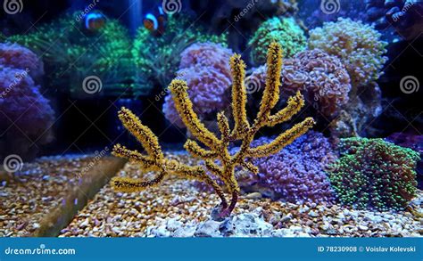  Yellow Gorgonian - Niezwykły gatunek kolonijny z miękkimi polipami!