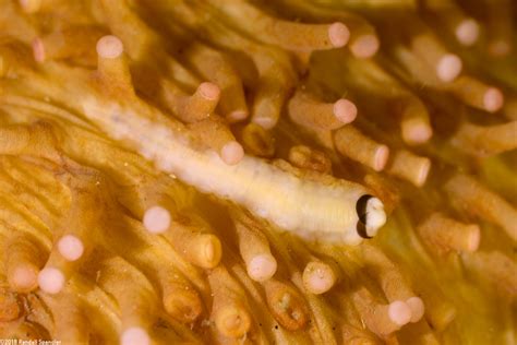  Yellowscale (Yellow Scaled Worm!) A Surprisingly Colorful Creature Hiding Amongst Underwater Debris