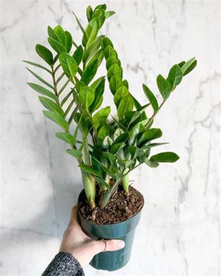 Zamioculcas - roślina o niezwykłych zdolnościach adaptacyjnych i dekoracyjny charakter! Zamioculcas, znana również jako Zामी, jest gatunkiem popularnym wśród miłośników roślin ze względu na jej odporność i łatwość pielęgnacji.