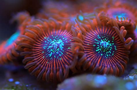  Zoanthid!  Dazzling Colonies of Colorful Polyps That Can Sting You With Their Tentacles