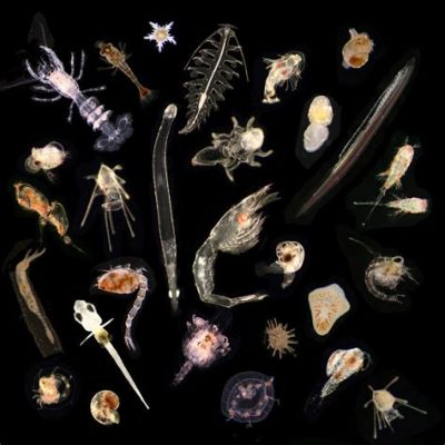  Zooplankton! Zobacz jak ten mikroskopijny drapieżnik podwodnego świata łapie swoje ofiary w niezwykłe pułapki